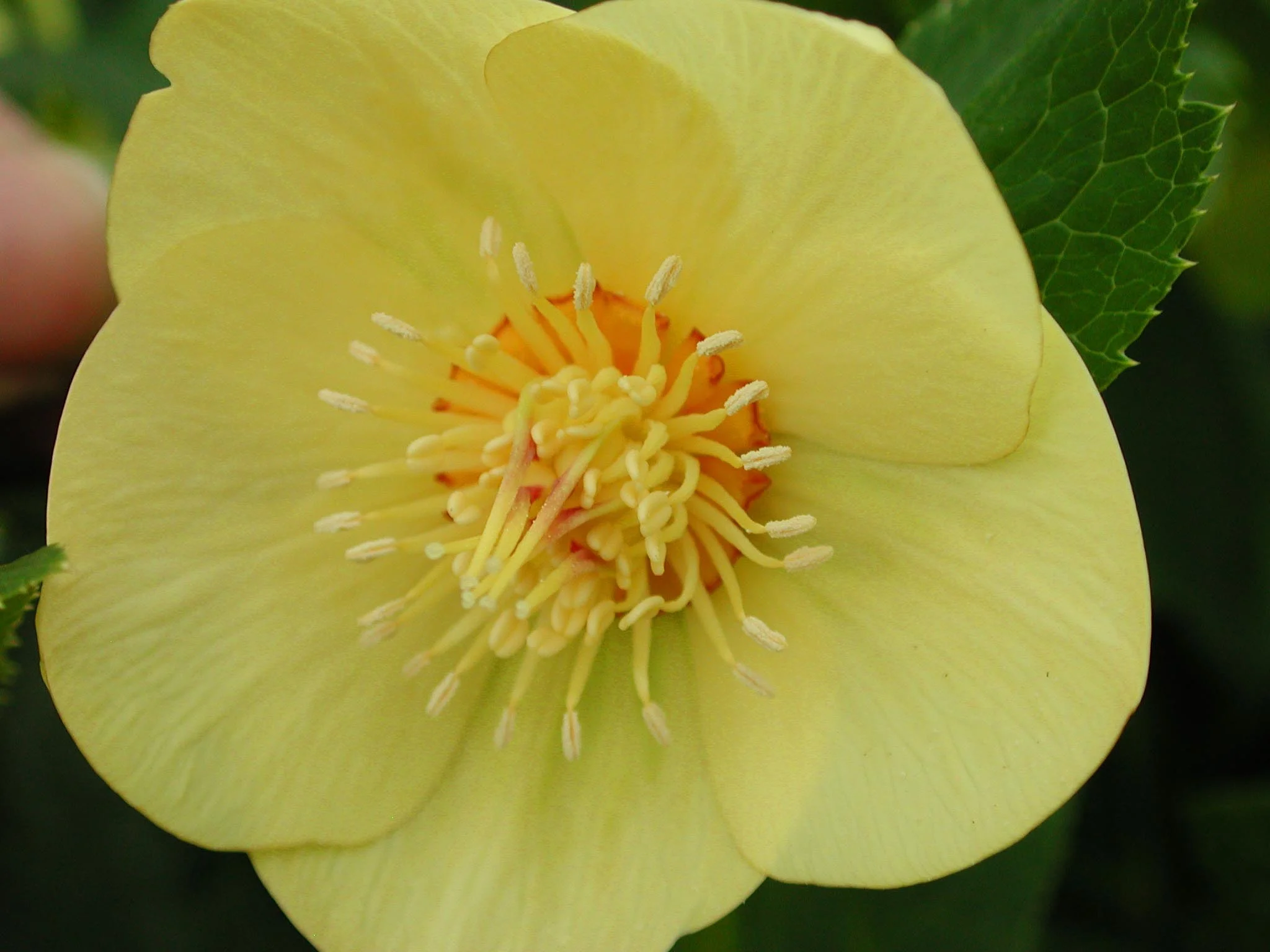 Helleborus 'Golden Sunrise' 1gl plant — Petal Heads
